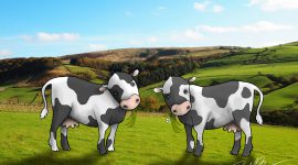 Cows